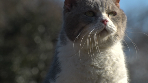 画像ギャラリー No.011のサムネイル画像 / 実写映画「ねこあつめの家」に出演する“タレント猫”の秘蔵写真100枚が一挙公開に