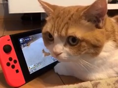 Nintendo SwitchLITTLE FRIENDS -DOGS  CATS-פ꡼󥹥͵ηǭϺʤפˤθư
