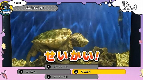 画像ギャラリー No.010のサムネイル画像 / アザラシやタツノオトシゴを好きなだけ観察できる。知育ゲーム「いつでも伊勢シーパラダイス 距離感ゼロの水族館図鑑」Switch向けに11月20日発売