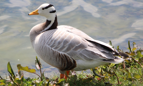 画像ギャラリー No.002のサムネイル画像 / 世界一高く飛ぶインドガンさんの「みんなでマインスイーパー」レビュー。えーあい!Steam広場