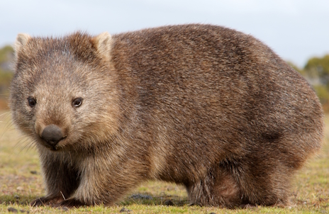 画像ギャラリー No.013のサムネイル画像 / “歩くぬいぐるみ”ことウォンバットさんの「Terminus Zombie Survivors」レビュー。えーあい!Steam広場