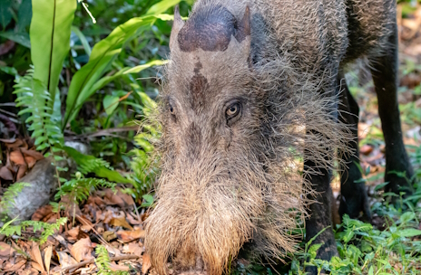画像ギャラリー No.015のサムネイル画像 / 立派な髭を生やしたヒゲイノシシさんの「Mouthwashing」レビュー。えーあい!Steam広場
