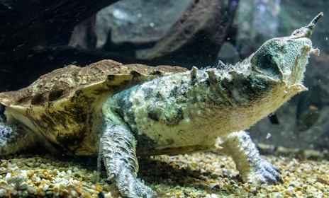 画像ギャラリー No.009のサムネイル画像 / 長い首を持つマタマタさんの「ミュータント タートルズ: スプリンターの運命」レビュー。えーあい!Steam広場