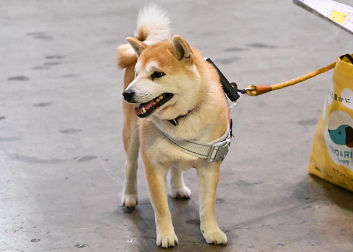 画像ギャラリー No.005のサムネイル画像 / スクエニの犬猫グッズ「SQEX PETs」も9月発売決定! おもしろワンニャンアイテムたくさんの“インターペット2025”