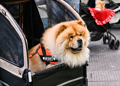 画像ギャラリー No.007のサムネイル画像 / スクエニの犬猫グッズ「SQEX PETs」も9月発売決定! おもしろワンニャンアイテムたくさんの“インターペット2025”