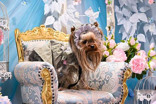 画像ギャラリー No.023のサムネイル画像 / スクエニの犬猫グッズ「SQEX PETs」も9月発売決定! おもしろワンニャンアイテムたくさんの“インターペット2025”