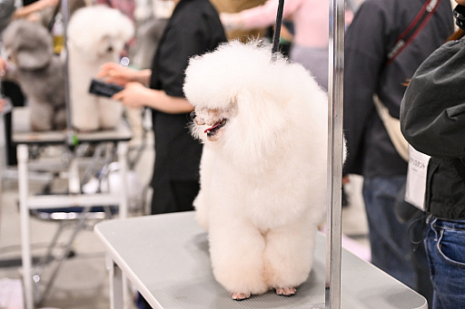 画像ギャラリー No.046のサムネイル画像 / スクエニの犬猫グッズ「SQEX PETs」も9月発売決定! おもしろワンニャンアイテムたくさんの“インターペット2025”