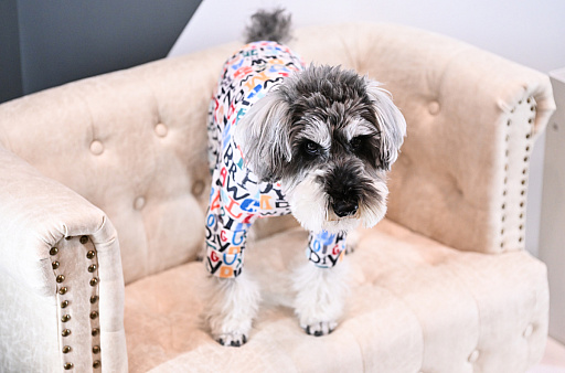 画像ギャラリー No.047のサムネイル画像 / スクエニの犬猫グッズ「SQEX PETs」も9月発売決定! おもしろワンニャンアイテムたくさんの“インターペット2025”