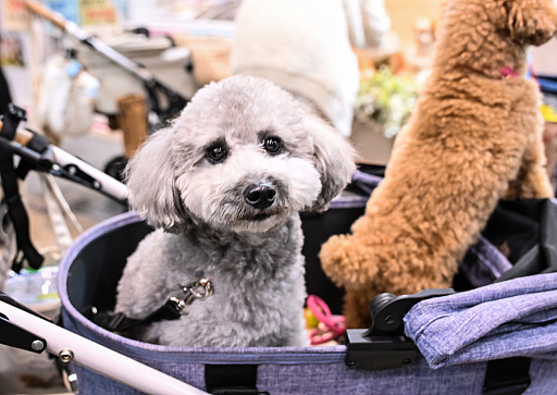 画像ギャラリー No.048のサムネイル画像 / スクエニの犬猫グッズ「SQEX PETs」も9月発売決定! おもしろワンニャンアイテムたくさんの“インターペット2025”