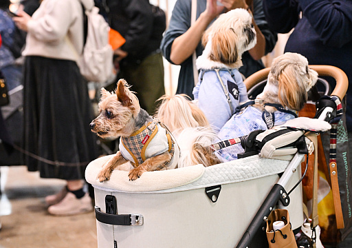 画像ギャラリー No.050のサムネイル画像 / スクエニの犬猫グッズ「SQEX PETs」も9月発売決定! おもしろワンニャンアイテムたくさんの“インターペット2025”